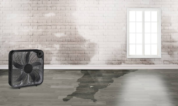 Best Flood damage cleanup  in Lake Ozark, MO